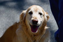 220px-golden_retreiver_3r.jpg