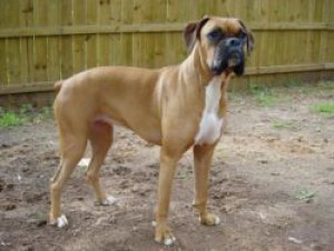 nemecky-boxer.jpg